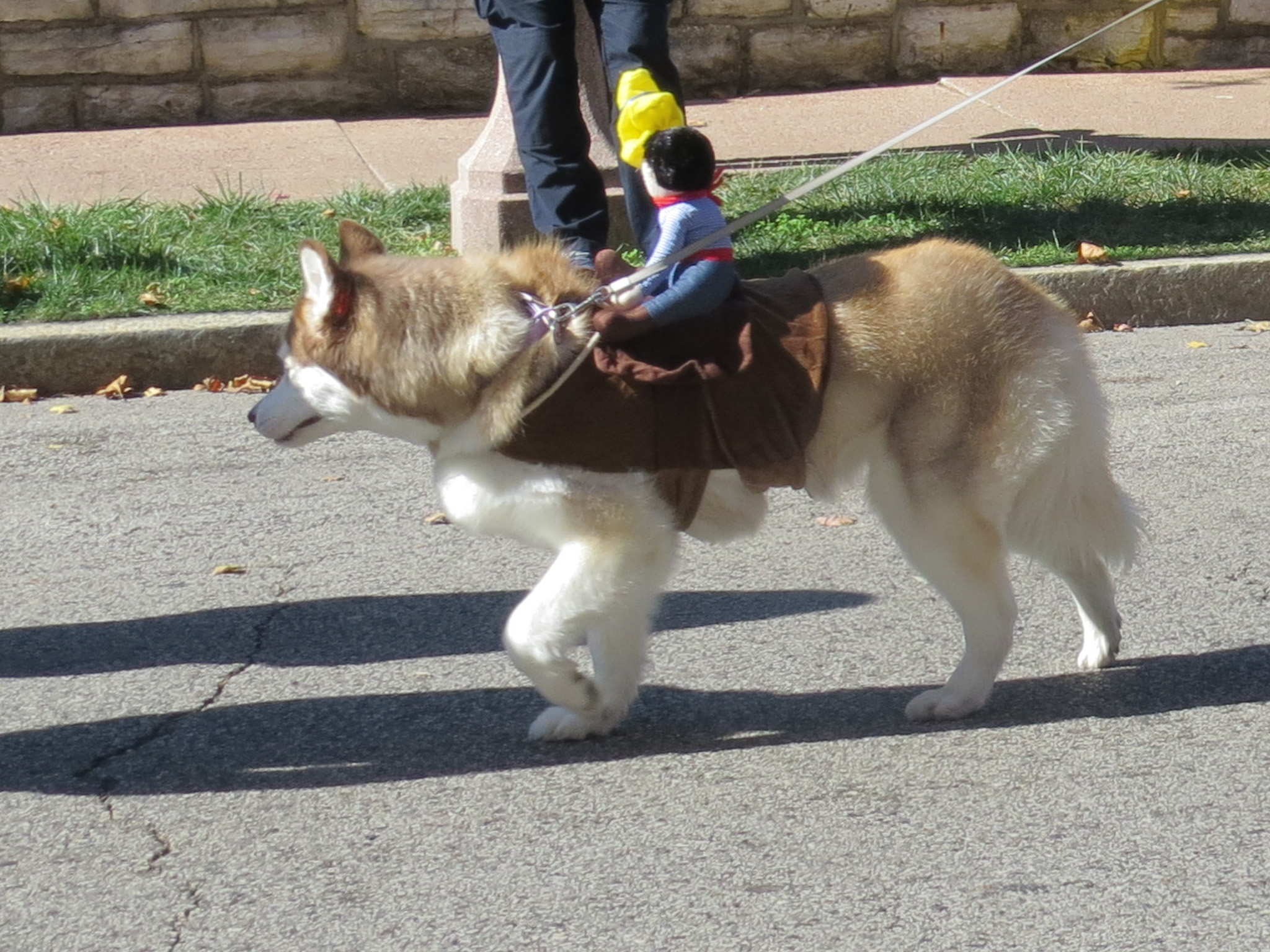 3 dogs in wagon1 Nicki's Central West End Guide